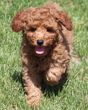 Miniature Poodle Puppies